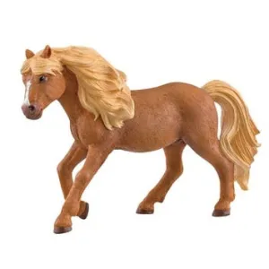 Iceland Pony Stallion