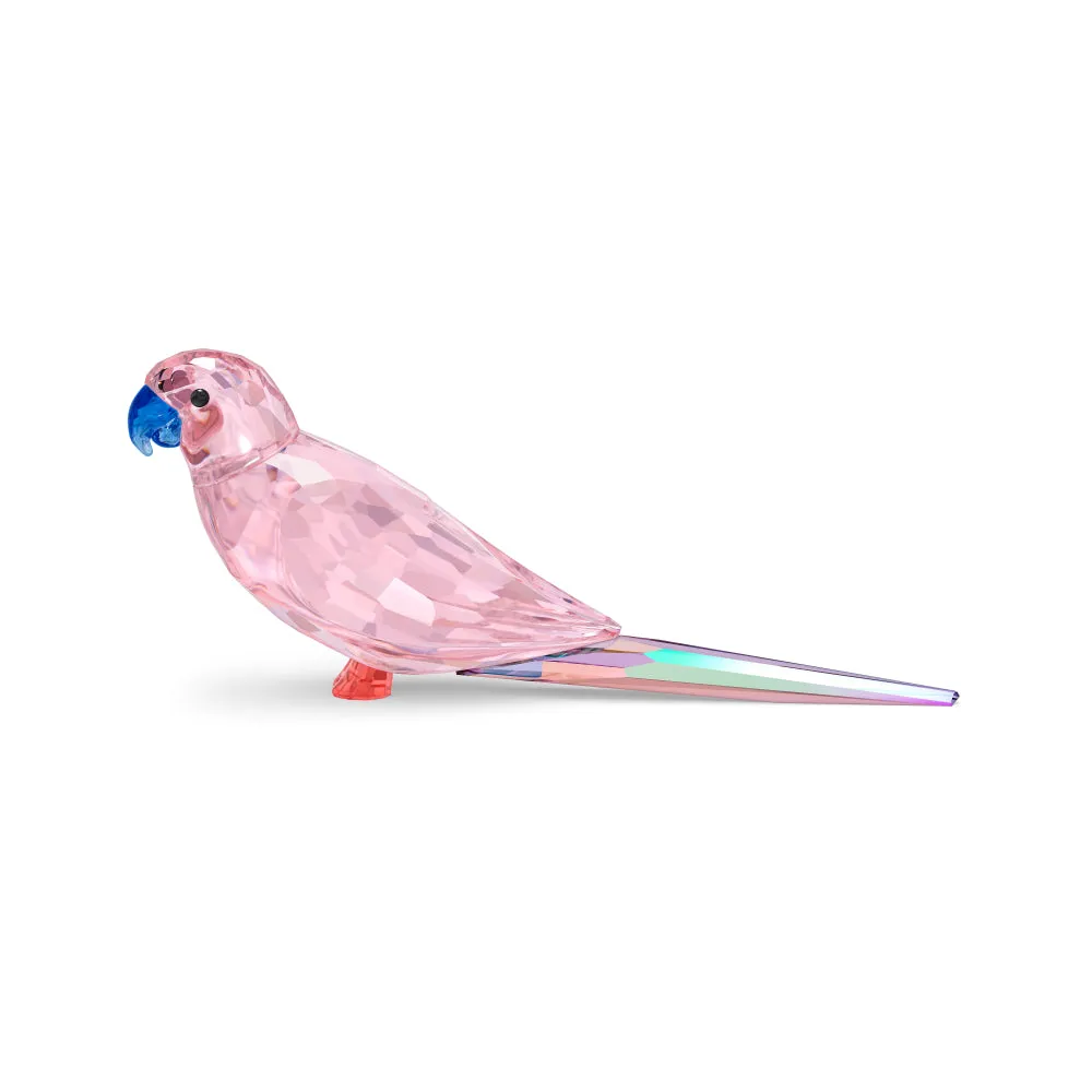 Swarovski Jungle Beats Pink Parakeet Cha Cha